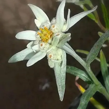 Tipica Casa Di Montagna Nel Borgo Del Verrand A Courmayeur Διαμέρισμα *